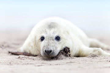 Neugeborene Babyrobbe am Strand
