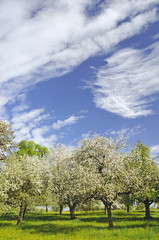 Blühende Streuobstwiese