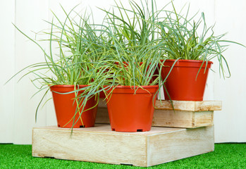 pots with seedling on green grass on wooden background