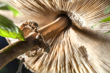 Mushroom, closeup....