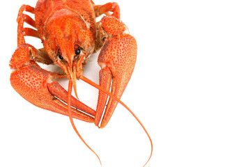 Tasty boiled crayfish isolated on white