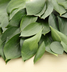 Fototapeta na wymiar beautiful green leaves, on wooden background