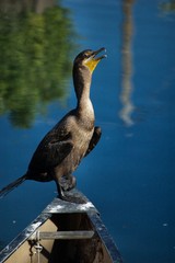 double-Crested Cormorant 2