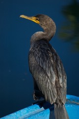 Double-Crested Cormorant