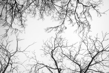 Bare Tree Branches - 47861477
