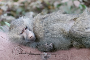 Obraz premium Manyara lake yellow baboon