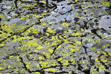 Grunge stone surface with fresh and scorched moss