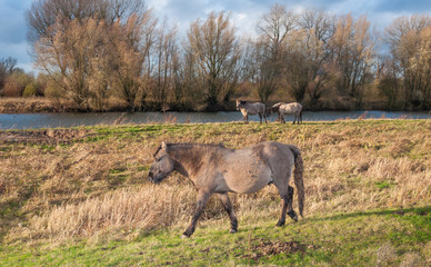 Konik horses in a Dutch nature reserve