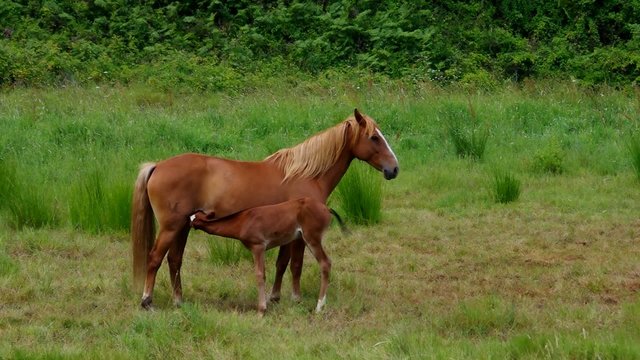Pferd s&auml;ugen vid 01