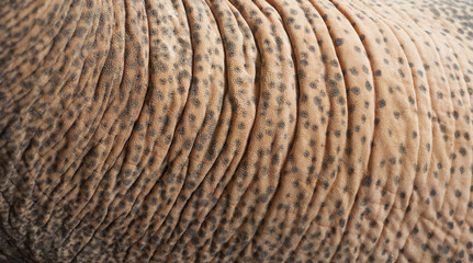 Closeup texture of elephant trunk