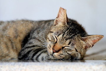 Obraz na płótnie Canvas 昼寝する猫