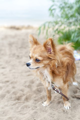 nice chihuahua  dog on sandy coast background