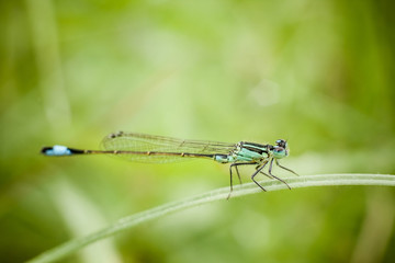 Closeup of dragonfly