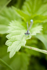 Closeup of dragonfly
