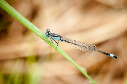 Closeup of dragonfly