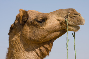 Camel at the Pushkar Fair, Rajasthan, India