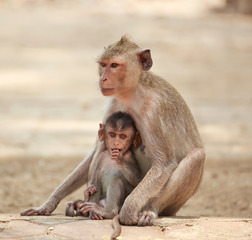 mother monkey and her kid