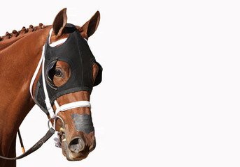 Face of a Thoroughbred Racehorse