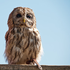 Tawny Owl