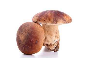 isolated raw mushroom