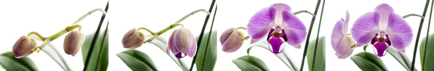 Fototapeta na wymiar Orchid kwiat etapy wzrostu