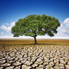 Tree On Dry Land