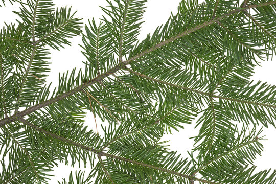 Fir Boughs On White Background