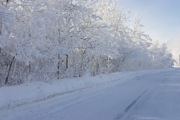 white trees and the road on a winter day