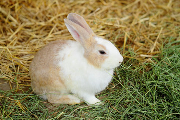rabbit in farm