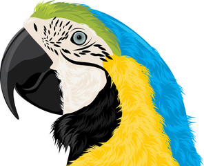 Parrot head © Nataliia Bielous