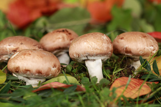 Braune Champignons wachsen im Wald