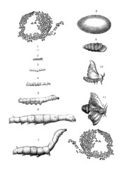 Insect LifePath : Silk Worm - Ver à Soie - Seidenraupe - obrazy, fototapety, plakaty