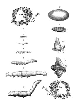 Insect LifePath : Silk Worm - Ver &agrave; Soie - Seidenraupe