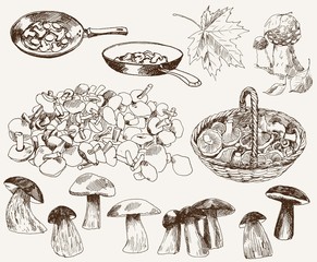 gifts of nature: mushrooms