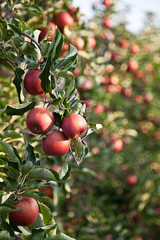 reife rote &Auml;pfel