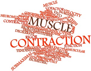 Word cloud for Muscle contraction