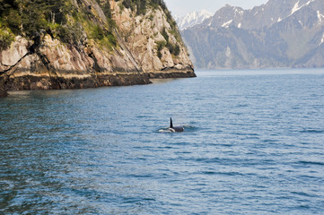 Orca Whale in Resurrection Bay, Alaska