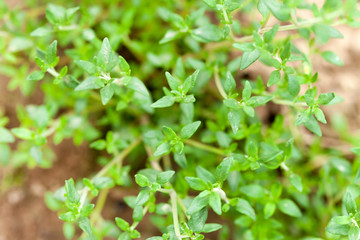Fresh green thyme herbs
