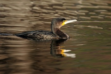 Cormorano
