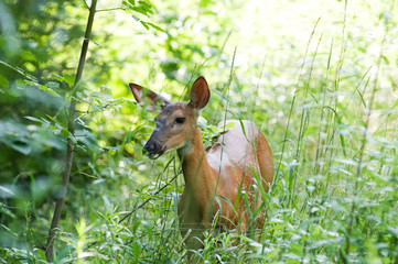 white tailed deer