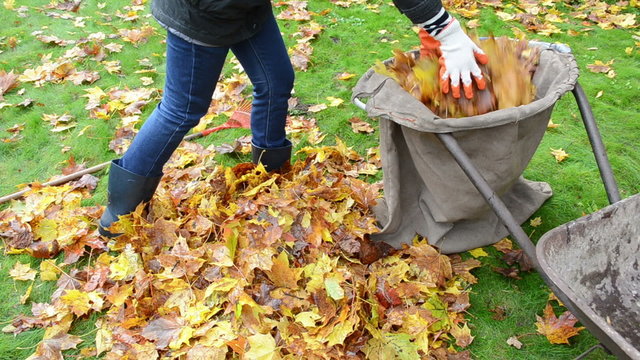 woman hands gloves load tree leaf bag. Autumn works
