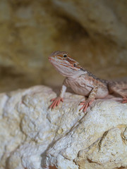 Bearded dragons