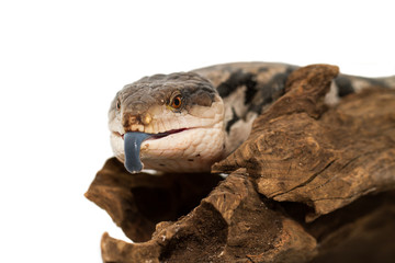 Blue tongued skink