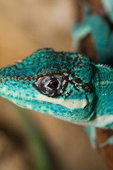 Knight Anole