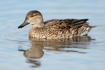 Germano reale femmina
