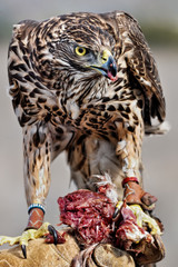 Northern Goshawk