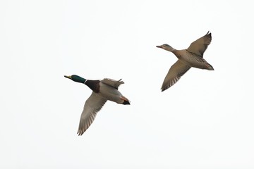 coppia di germani in volo