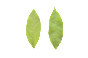 green leaf isolate