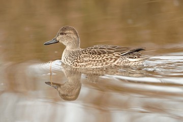 Germano reale femmina