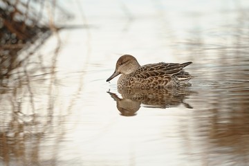 Germano reale femmina